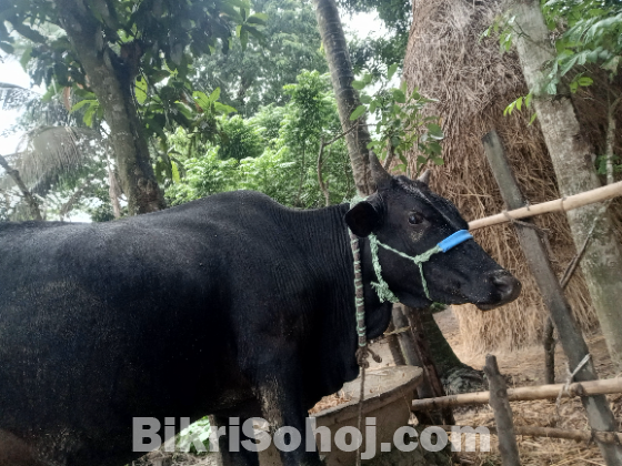 দেশি গরু